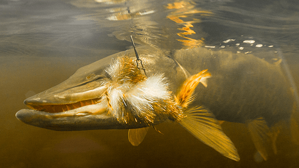 Echo Musky Fly Rod – Musky Fly Rod