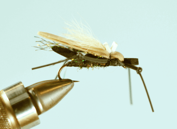 Water Walker - Peacock