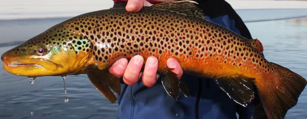 What Is a Trout? - The Missoulian Angler Fly Shop