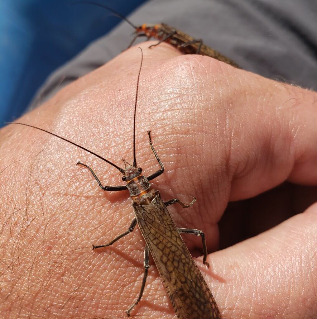 One of the best times of the year - the salmonfly hatch is here