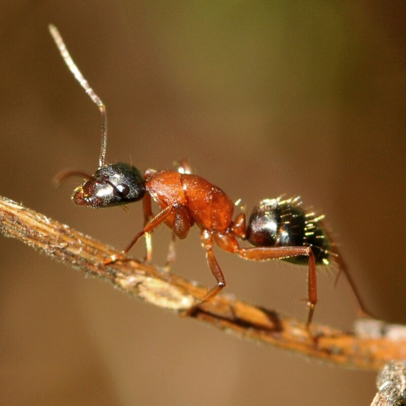 Fly Fishing Ants & Beetles In Montana