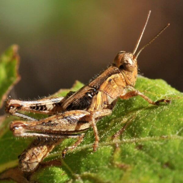Grasshopper Hatch