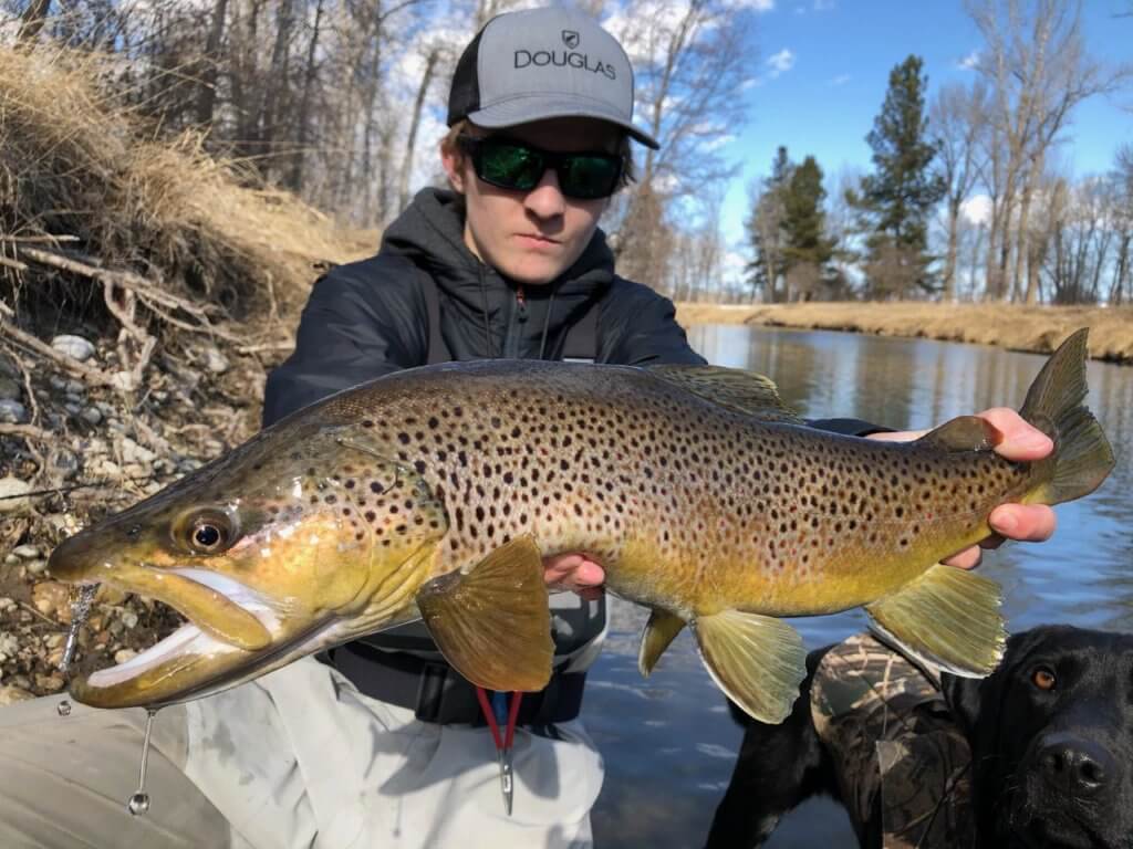 Montana Brown Trout - Missoulian Angler