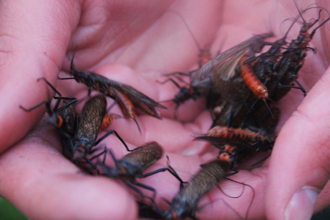 5 Best Hatches on Rock Creek - missouliananglershop