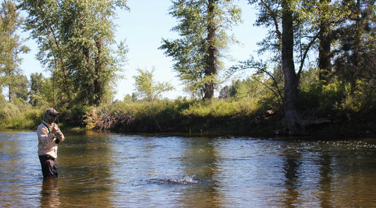 5 Best Hatches on the Bitterroot - missouliananglershop