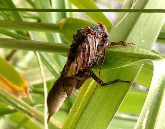 5 Best Hatches on the Blackfoot River - missouliananglershop