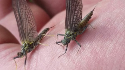 Green Drake Hatch Montana