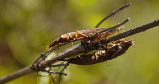 Best Stonefly Nymph Patterns