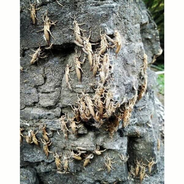 Montana Stonefly Hatch