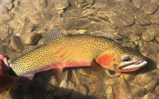 Best Flies For Cutthroat Trout - missouliananglershop