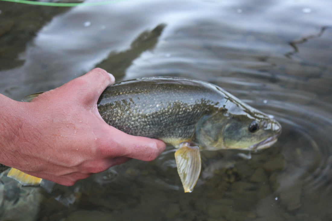 Don't Hate - missouliananglershop