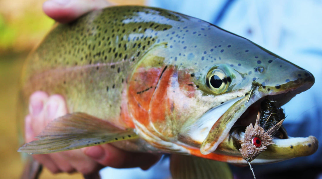 How To Use Sinking Leaders - missouliananglershop