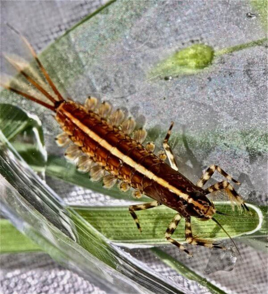 Matching The Hatch And Identifying Insects - missouliananglershop
