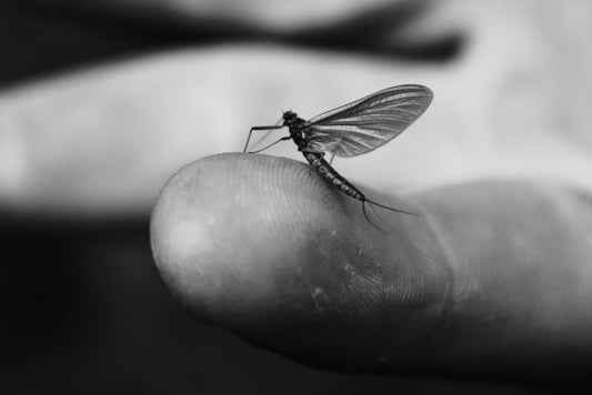BWO Mayfly