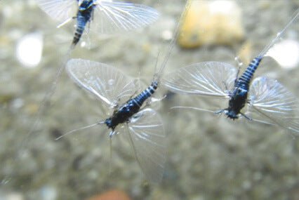 The Lowdown on Cripples, Duns, Spinners and Emergers - missouliananglershop