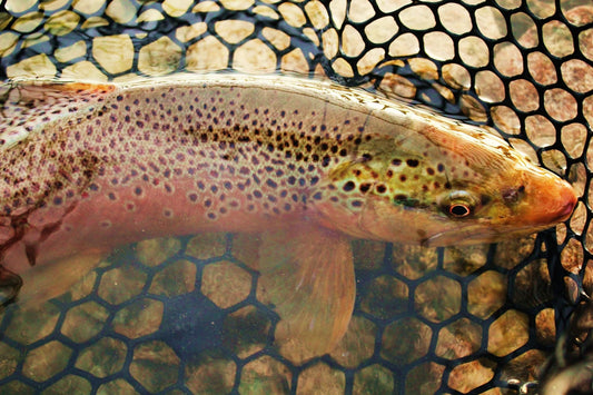 Trout Biology - missouliananglershop