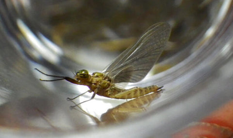 Best BWO Fly Patterns