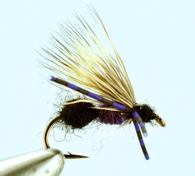 Ant Acid - Purple/Black