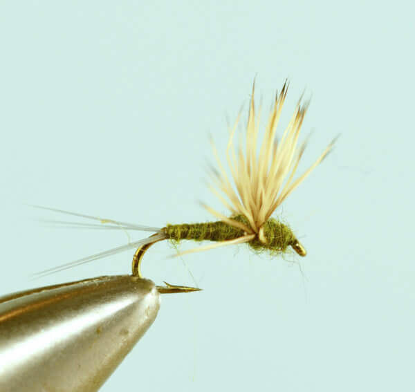 BWO Comparadun