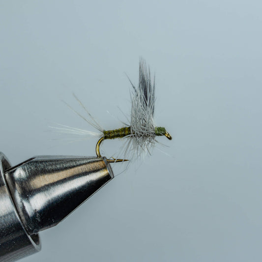 BWO Thorax