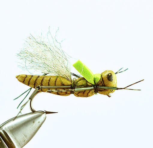 Henneberry Hopper - Olive