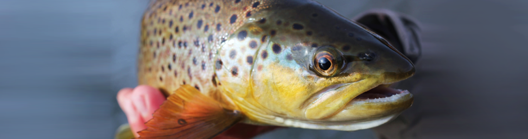 Missoulian Angler
