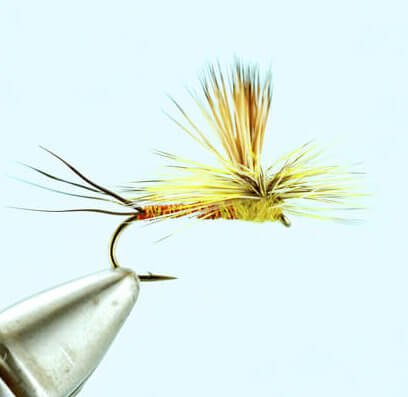 Rocky Mountain Mint - PMD