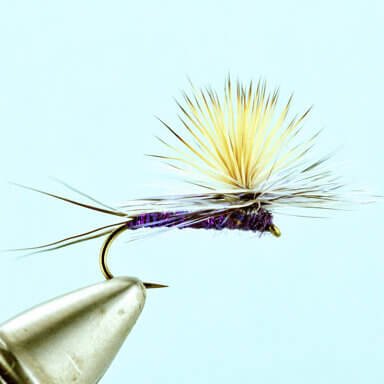 Rocky Mountain Mint - Purple