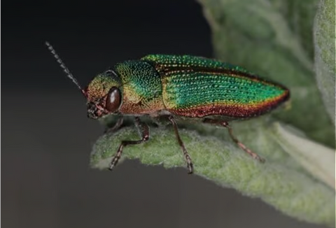 Best Ant and Beetle Fly Patterns