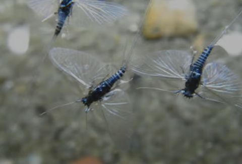 Best Trico Fly Patterns