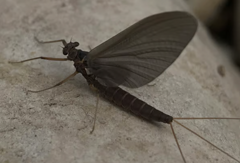 Best Mahogany Fly Patterns