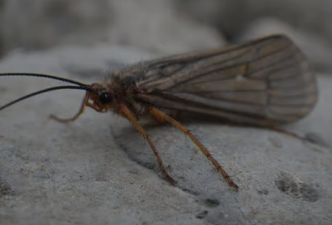 Best October Caddis Fly Patterns