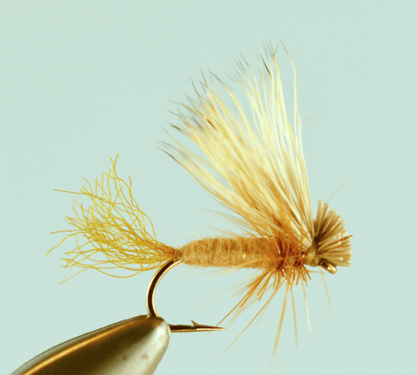 X Caddis Tan