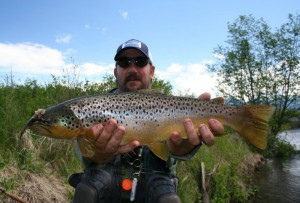 Missoula Brown Trout On Streamer