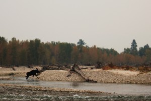 Moose Crossing Bitterroot Rvier