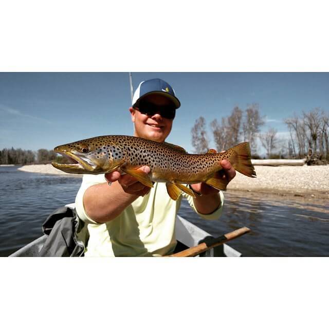 Bitterroot River Brown Trout