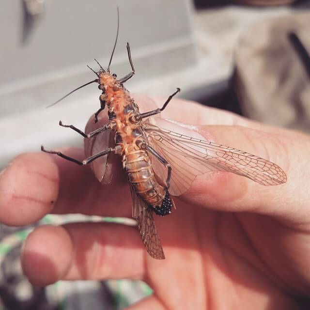 Salmonfly