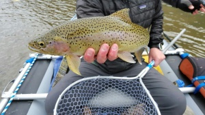 Montana Rainbow Trout Fly Fishing