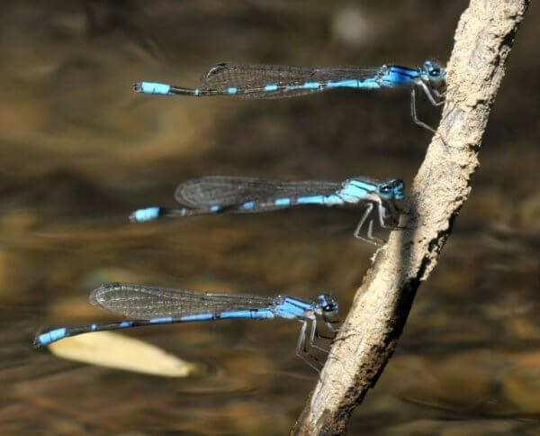 Adult Damsel Dry Fly, Best Trout Damsel Flies, Available Online