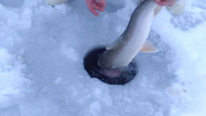 Flathead Lake Montana Ice Fishing